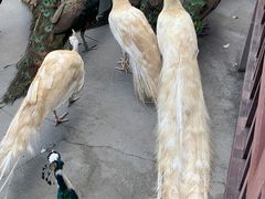 -西双版纳原始森林公园