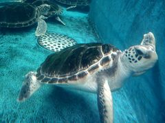 -成都浩海立方海洋公园