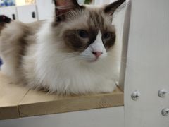 -李小姐の猫咖啡馆(五角场店)