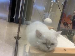 -momokira米努特·德文卷毛猫·棉花面纱犬