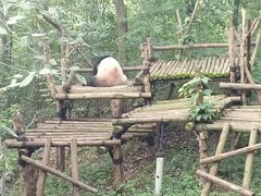 -成都大熊猫繁育研究基地