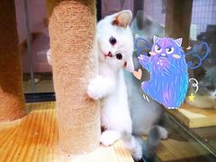 -十年猫舍·猫咪专门店(普陀店)