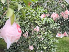 -徐氏竹香园牛肉火锅(飞虎路店)