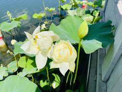 -莲花池公园