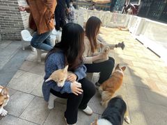 -柯斗斗主题餐厅·狗咖·围炉煮茶·茶饮(国瑞升平里店)