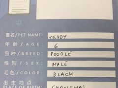-申普宠物医院·心脏介入·心血管微创(总院)