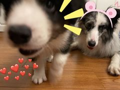 -翊宠yipet猫狗购宠庄园犬舍•猫舍