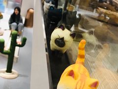 -飞行喵MR PILOT|猫舍·猫咖(静安大融城店)