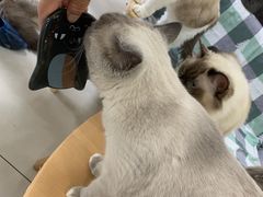 -鼓捣猫呢主题猫咖店