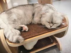 -飞行喵MR PILOT|猫舍·猫咖(静安大融城店)