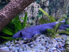 -上海海洋水族馆