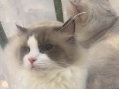 -贝康宠物医院·犬猫全科·小动物特色诊疗中心(东环路店)