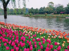 -上海鲜花港