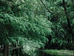 -上海共青森林公园