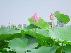 -荷塘月色湿地公园·向阳花洲