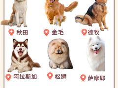 -翊宠yipet猫狗购宠庄园犬舍•猫舍