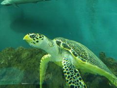 -上海海洋水族馆