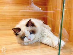 -猫十亿·布偶金渐层·曼基康矮脚猫舍(青年路店)