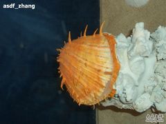 -亚龙湾中心广场·贝壳馆