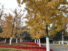 -天鹅湖体育公园