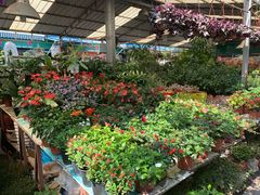 -曲阳花鸟市场(曲阳路店)