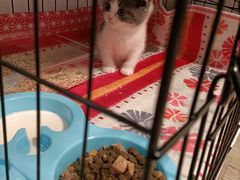 -欣宠猫屋·矮脚拿破仑·蓝金金渐层