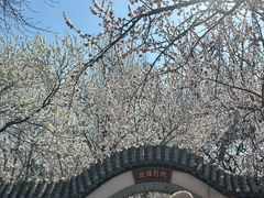 -桃花堤公园