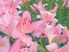 -花博汇(知音花月夜)