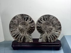 -甘肃地质博物馆