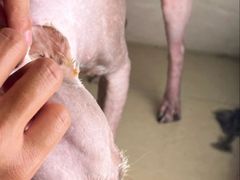 -美联众合动物医院·24h转诊中心