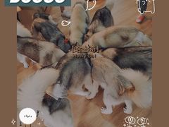 -Husky Go! 哈士奇体验馆·宠物咖啡厅狗咖