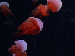 -欢乐海岸海洋奇梦馆
