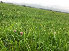 -马白开来特色羊排揪片子  (总店)