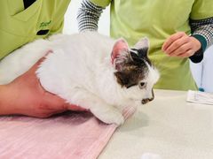 -艾吉宠物医院·疑难杂症转诊中心·猫友好(碧江路院)