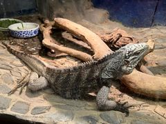 -上海大自然野生昆虫馆