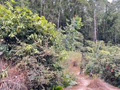 -黄埔油麻山森林公园