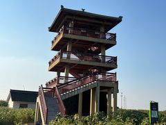 -杭州湾海上花田景区