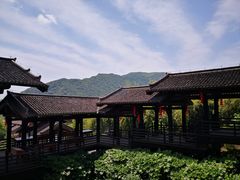 -大唐贡茶院