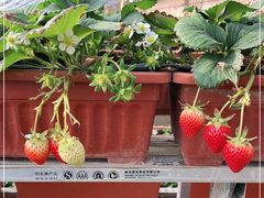 -田趣农庄草莓采摘园