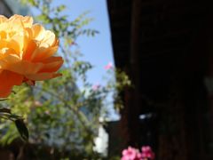 -馬蘭花開(车站大道店)