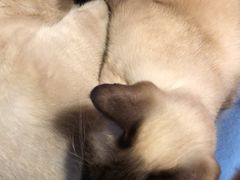 -Cappucimeow猫咪咖啡馆(韦伯时代店)