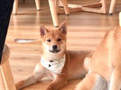 -柴犬小屋·柴餐厅·狗咖食堂(金鼎广场店)