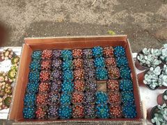 -桂林市花鸟市场