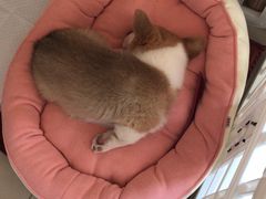 -翊宠yipet猫狗购宠庄园犬舍•猫舍