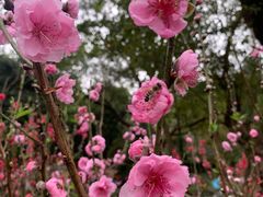 -桃花涧