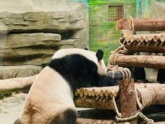 -灵玲国际马戏城