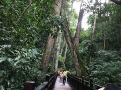 -西双版纳原始森林公园