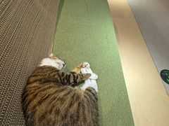 -御宝贝·A梦猫科宠物医院(国际猫友好医院)