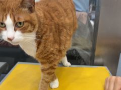 -四月宠物医院·猫专科·心脏专科·内科(转塘店)