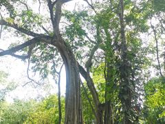 -瑞丽独树成林风景区